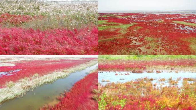 黄河三角洲湿地 风光旖旎“红地毯”