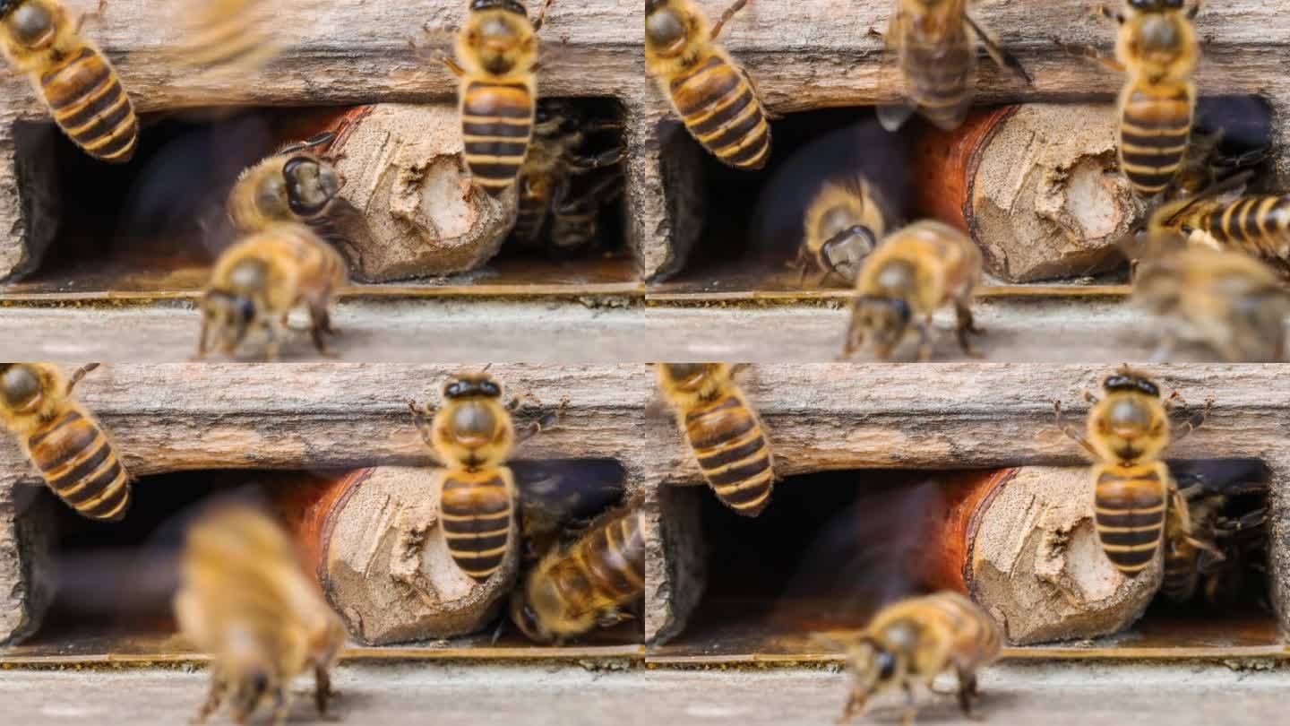 蜜蜂辛苦得要死蜜蜂特写小蜜蜂人工养殖蜂