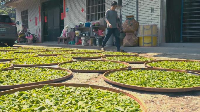 台湾，亚洲农民家庭在自己的茶园里用手采摘乌龙茶叶。