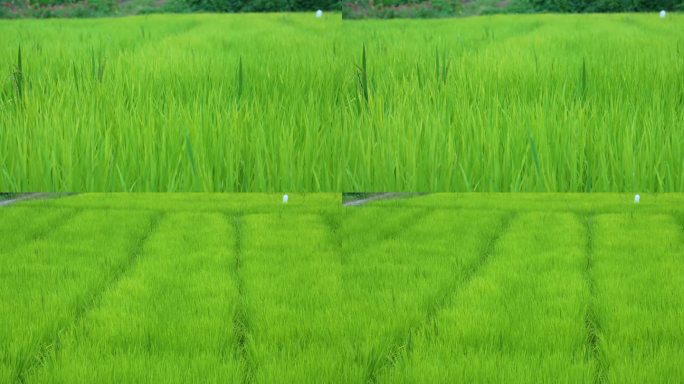 青绿色水稻田