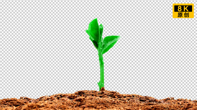 种子发芽带透明通道 种子发芽带通道