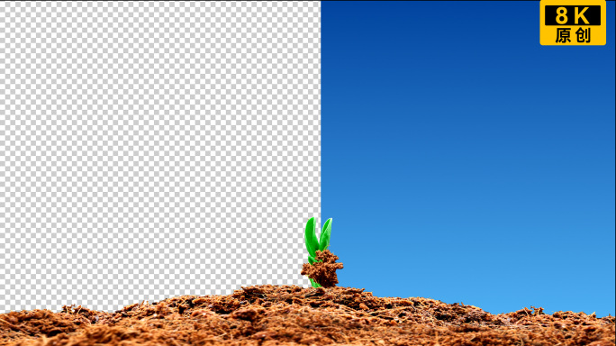种子发芽带透明通道 种子发芽带通道