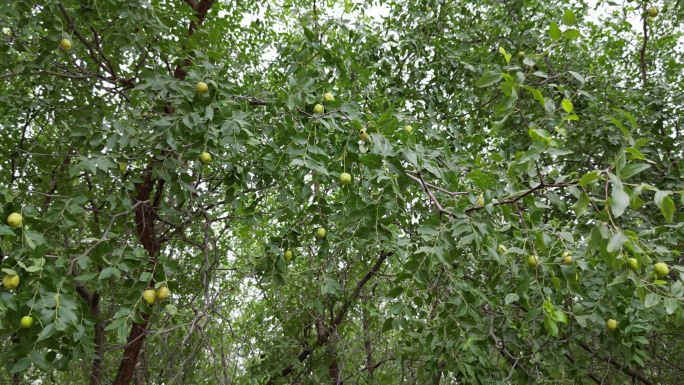 新疆哈密红枣林