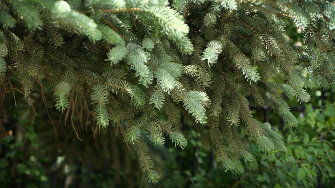 唯美植物空镜