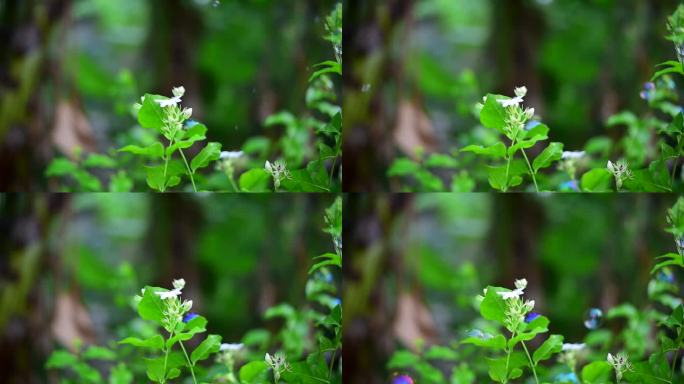 白色的宇宙花园柔和的花，花的柔软的自然开花田与风的泡沫吹在绿色的背景。夏春花满园，草甸绽开。白色植物