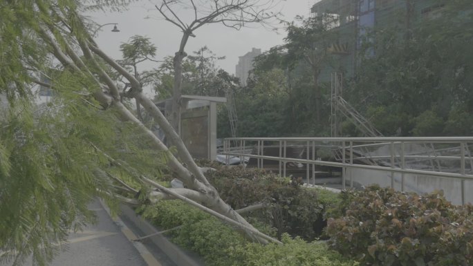 台风后的厦门重建工作