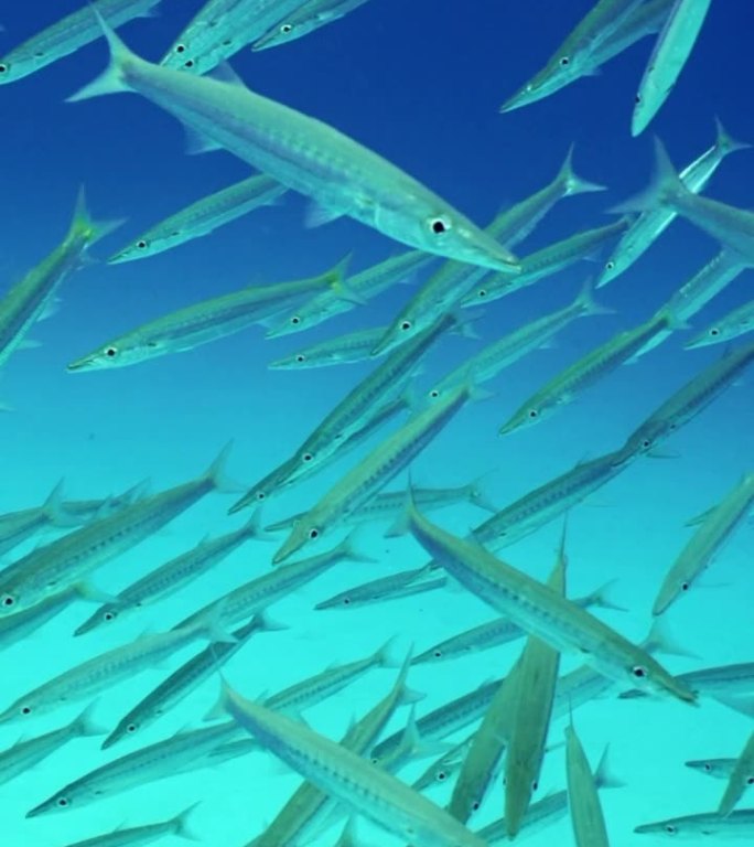 慢镜头，梭鱼在蓝色的海水中深度游过沙底