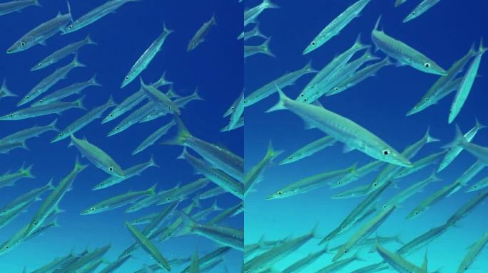 慢镜头，梭鱼在蓝色的海水中深度游过沙底