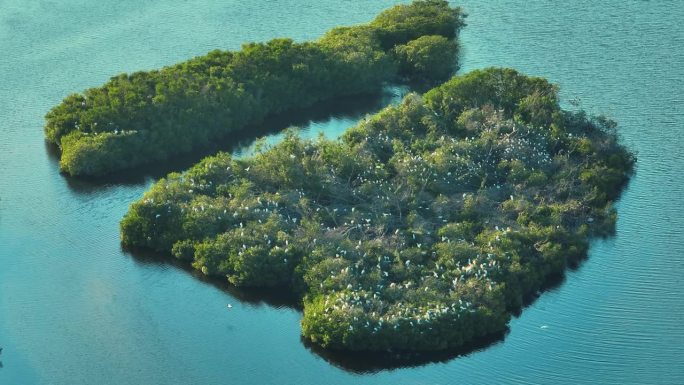 南佛罗里达湿地有许多白鹭和苍鹭野生鸟类在海湾水域之间的绿色灌木上。鸟瞰自然栖息地的野生动物