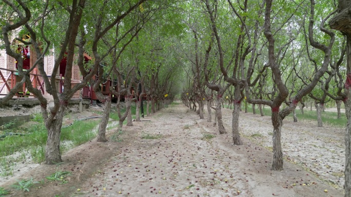 新疆哈密红枣林