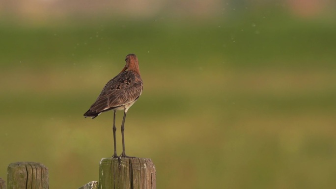 一只黑尾金丝雀(Limosa Limosa)站在木杆上，蚊子围着它团团转