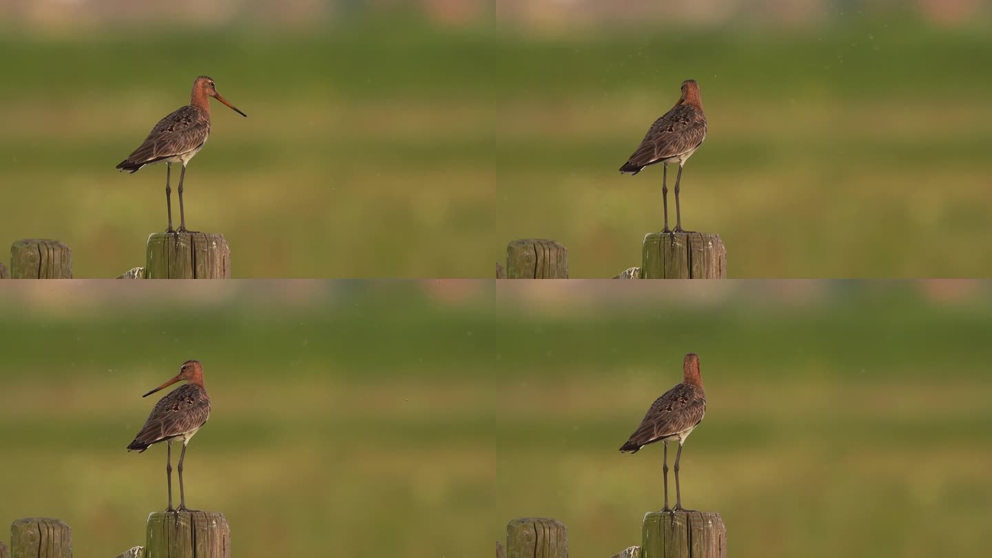 一只黑尾金丝雀(Limosa Limosa)站在木杆上，蚊子围着它团团转