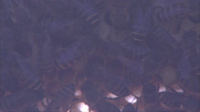 蜜蜂中蜂巢内爬动 蜜蜂聚集