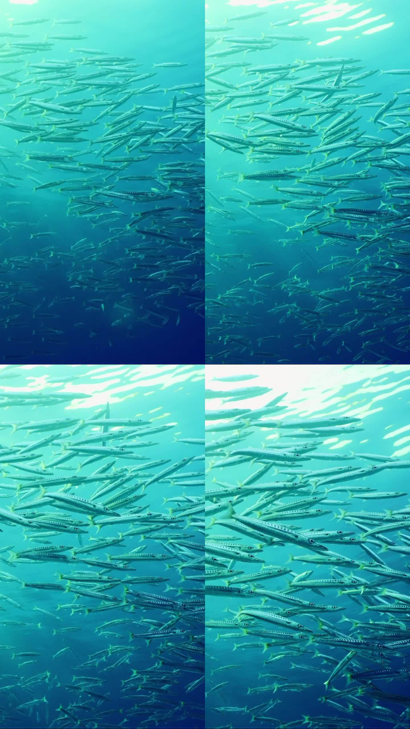 在明亮的阳光下，逆光下，一群梭鱼在珊瑚礁附近的蓝色海水中平静地游泳(Contre-jour)