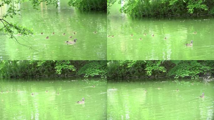 一群鸳鸯在北海道的池塘里游泳。