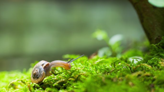 蜗牛一只在绿叶上爬行的蜗牛生态绿色
