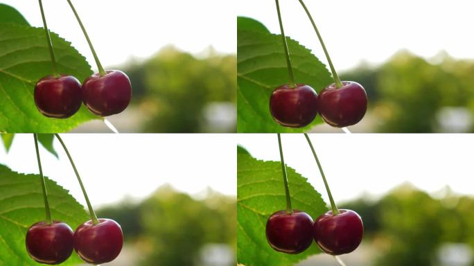 红红的成熟樱桃长在花园里的树上，特写