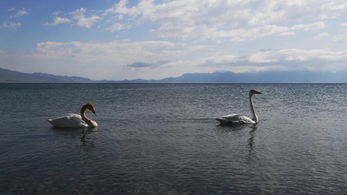 中国新疆赛里木湖风景区湖面上游泳的白天鹅