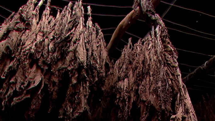 在阿根廷米西奥内斯省的烟草农场，烟叶正在干燥。
