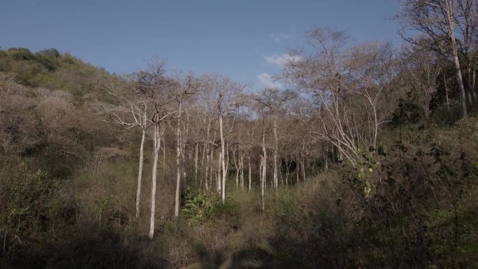 面对委内瑞拉加勒比海令人印象深刻的干燥景象的4K视频。飞过树。有独特物种的处女地。独处是最好的假期。
