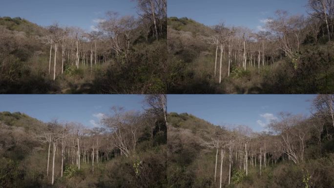 面对委内瑞拉加勒比海令人印象深刻的干燥景象的4K视频。飞过树。有独特物种的处女地。独处是最好的假期。