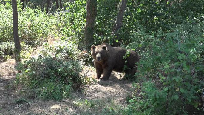 真正的野生熊在自然环境中自由漫游在森林里