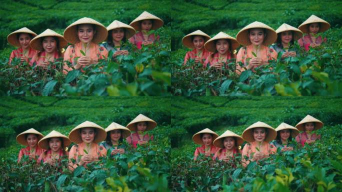 一群茶园农民戴着竹帽站在茶叶床中间