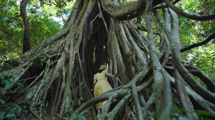 树洞 绞杀 原始森林 热带植物园 云南