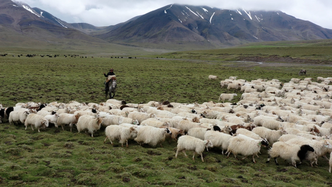 草原生态养羊肥羊