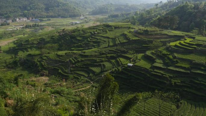 C福建太姥山茶山采茶高清航拍