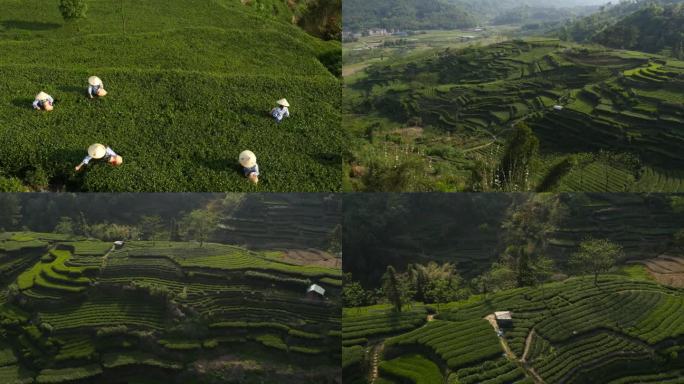 C福建太姥山茶山采茶高清航拍