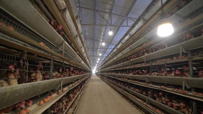 现代化养鸡厂