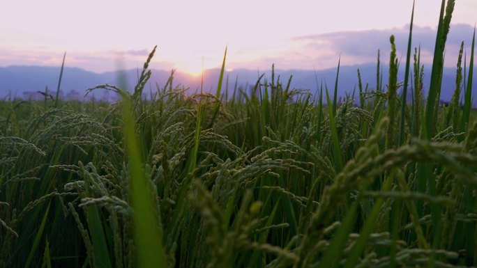 黄昏下的稻田