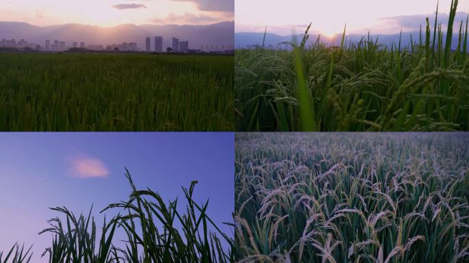 黄昏下的稻田