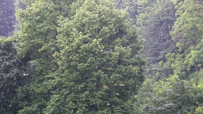 雷暴大雨落在树上