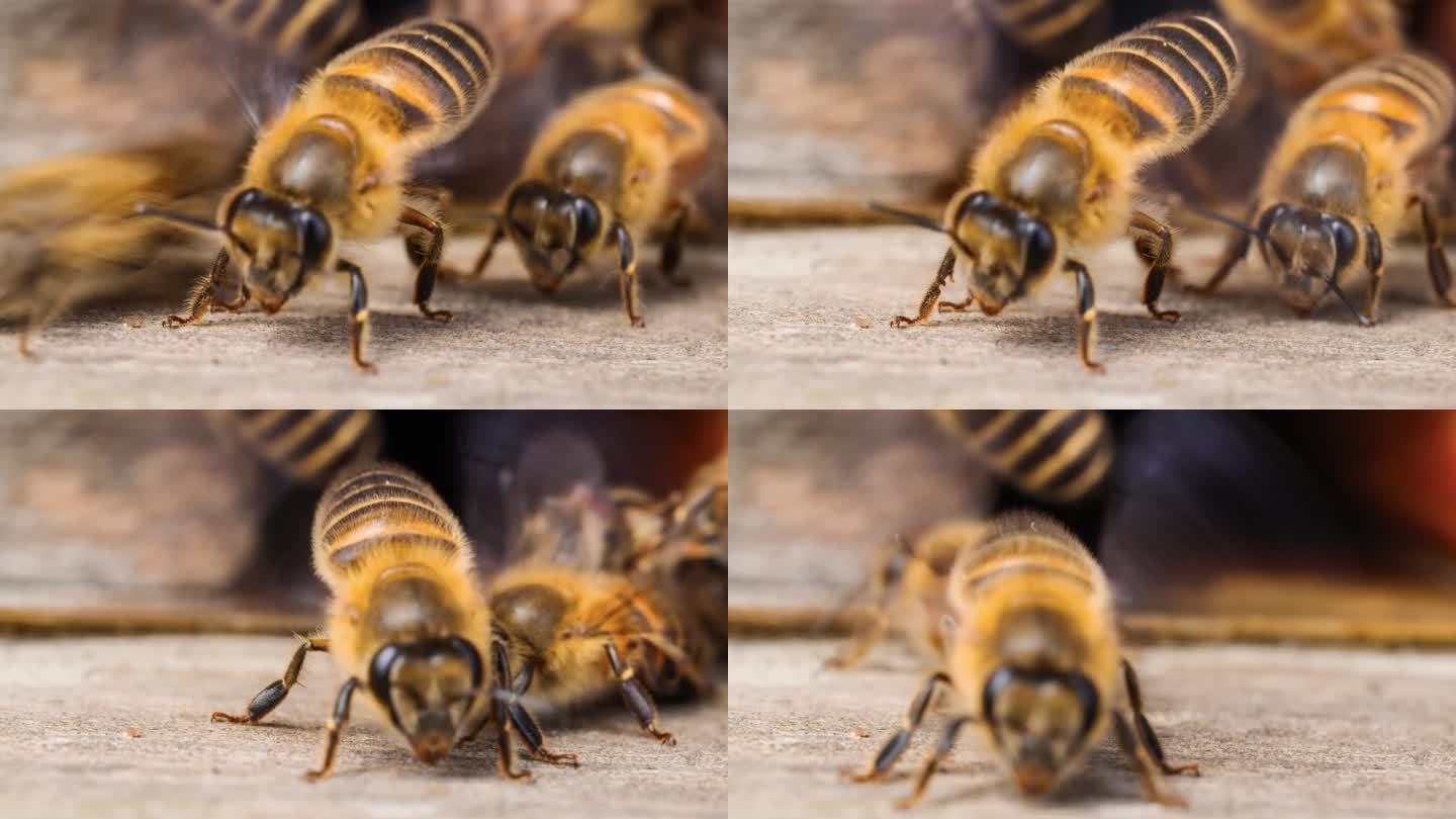 蜜蜂辛苦得要死一群蜜蜂视频素材