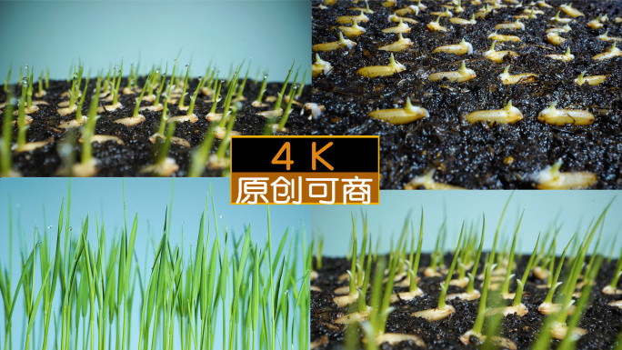 水稻发芽延时播种春天种子发芽芒种水稻生长