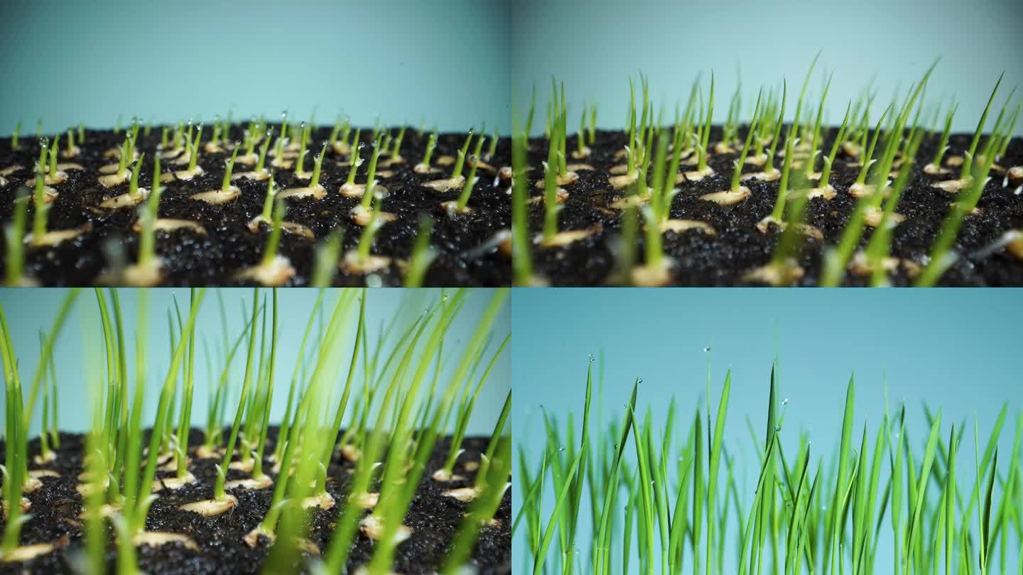 水稻发芽延时播种春天种子发芽芒种水稻生长
