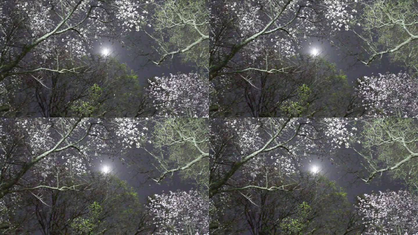 北海道月夜的樱花暴雪