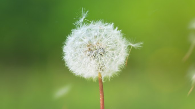 风吹散蒲公英播种种子希望蒲公英