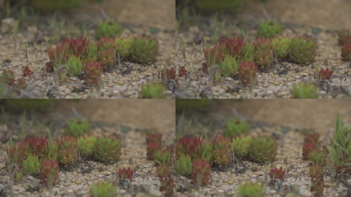 微距拍摄山东荣成金石湾海边石硼上的瓦松