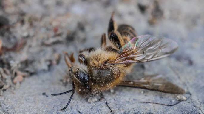 蜜蜂辛苦得要死蜜蜂尸体死去的蜜蜂