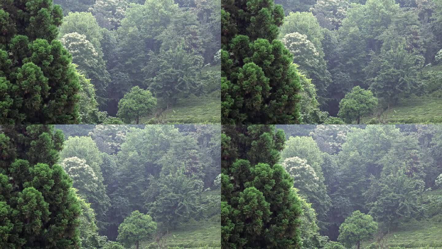 雷暴大雨落在树上