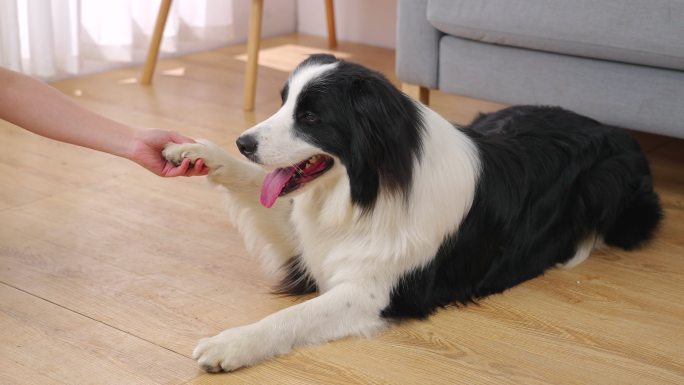 人与黑白的边境牧羊犬狗握手