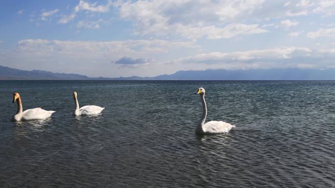 中国新疆赛里木湖风景区湖面上游泳的白天鹅