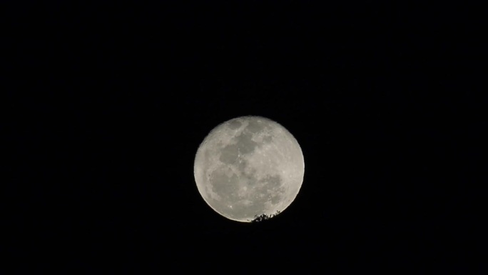 一轮巨大的满月从树林中升起。有许多星星的晴朗夜晚。