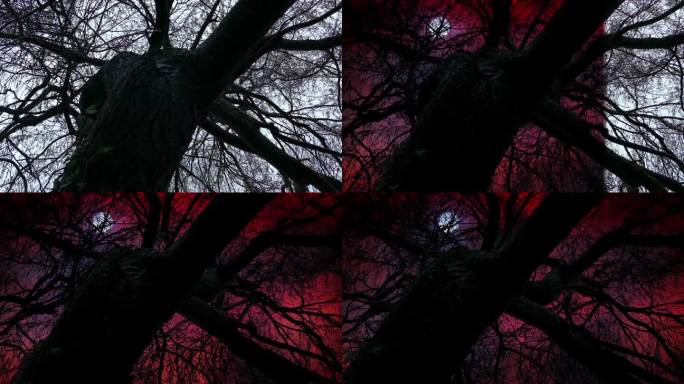 从白天到噩梦天空的树木的FX过渡