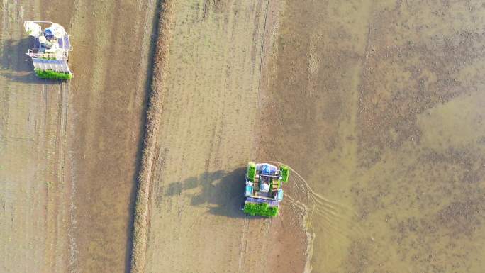 振兴农业农民播种插秧机机械插秧稻田2