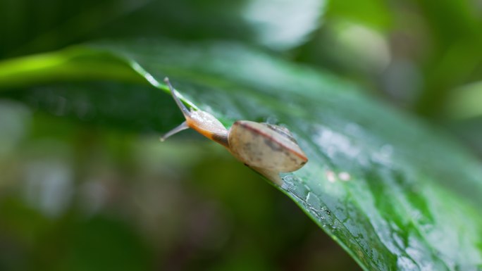 蜗牛一只在绿叶上爬行的蜗牛生态绿色