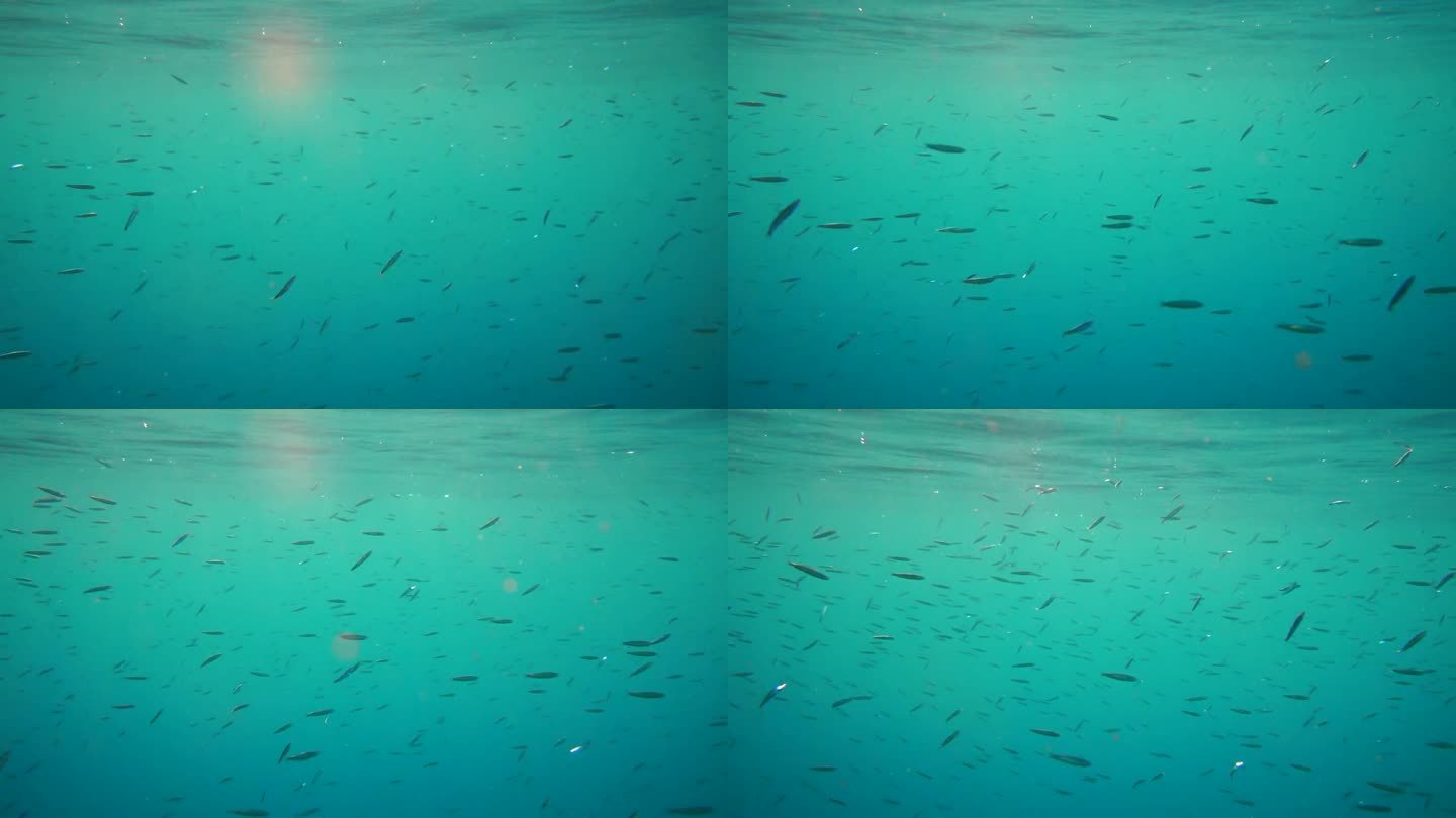 海洋下的鱼群水下生物世界